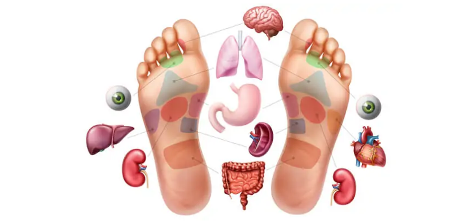 zones réflexes du pieds